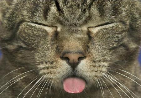 chat