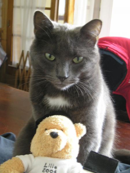 mon chat