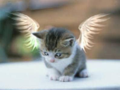 CHAT (ange)