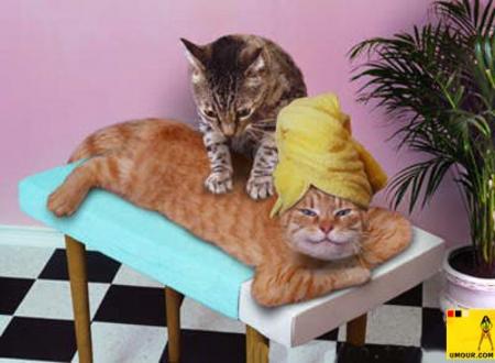 chat